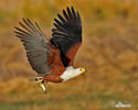 Schreiseeadler