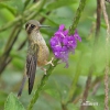 Schwarzohrkolibri