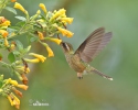 Schwarzohrkolibri