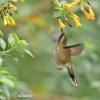 Schwarzohrkolibri