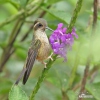 Schwarzohrkolibri