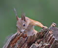 Sciurus vulgaris