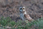 Short-eared Owl