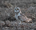 Short-eared Owl