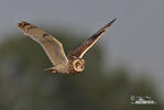 Short-eared Owl