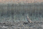 Short-eared Owl