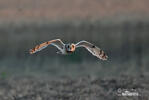 Short-eared Owl