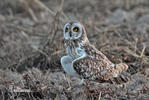 Short-eared Owl