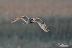 Short-eared Owl