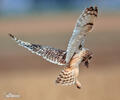 Short-eared Owl