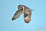 Short-eared Owl