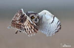 Short-eared Owl