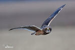 Short-eared Owl