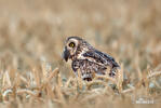 Short-eared Owl