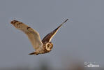 Short-eared Owl