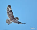 Short-eared Owl