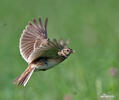 Skylark