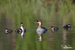 Smew