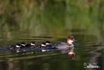 Smew