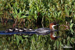 Smew