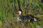 Smew