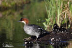 Smew