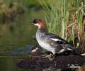 Smew