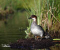 Smew