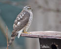 Sparrowhawk