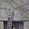 Sparrowhawk