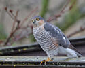 Sparrowhawk