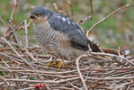 Sparrowhawk