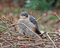 Sparrowhawk