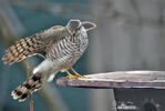 Sparrowhawk