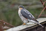 Sperwer roofvogel