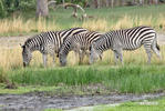 Steppenzebra Pferdezebra