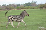 Steppenzebra Pferdezebra