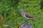 Strandsnipe