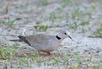 Streptopelia capicola