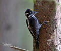 Three-toed Woodpecker