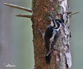 Three-toed Woodpecker