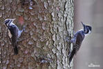 Three-toed Woodpecker