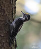 Three-toed Woodpecker