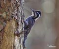 Three-toed Woodpecker