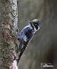 Three-toed Woodpecker