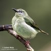 Türkisnaschvogel