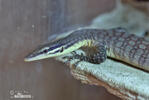 Varanus glauerti