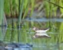 Waldwasserläufer