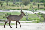 Wasserbock