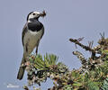 White Wagtail